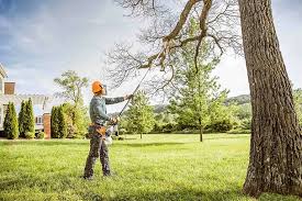 Best Stump Grinding and Removal  in Lafayette, CA